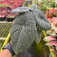 4" Alocasia Maharani