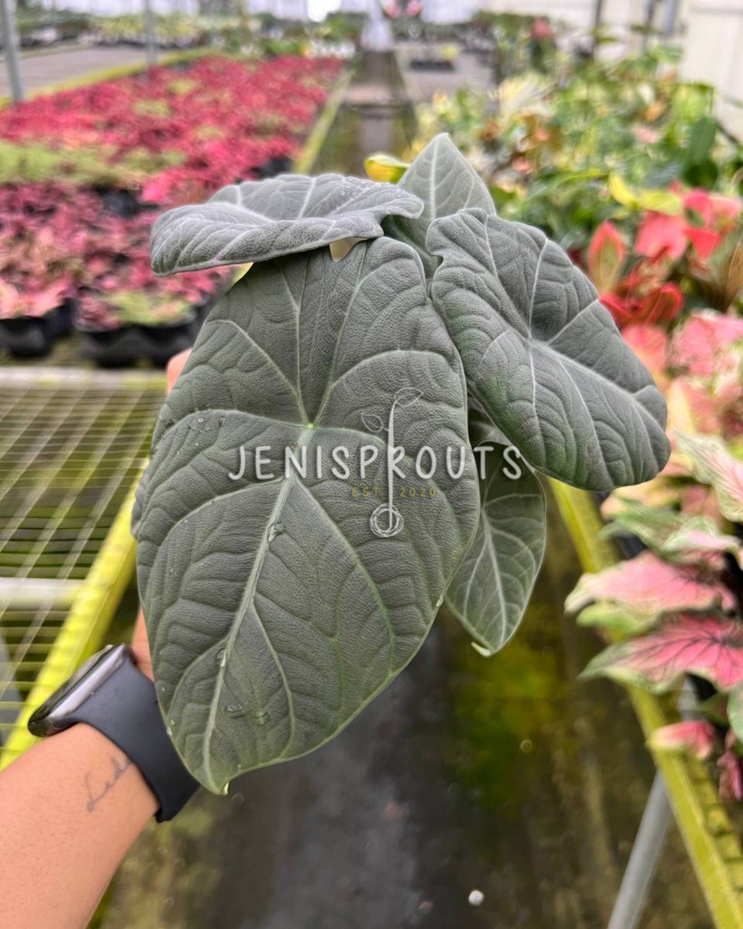 4" Alocasia Maharani