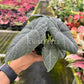 4" Alocasia Maharani
