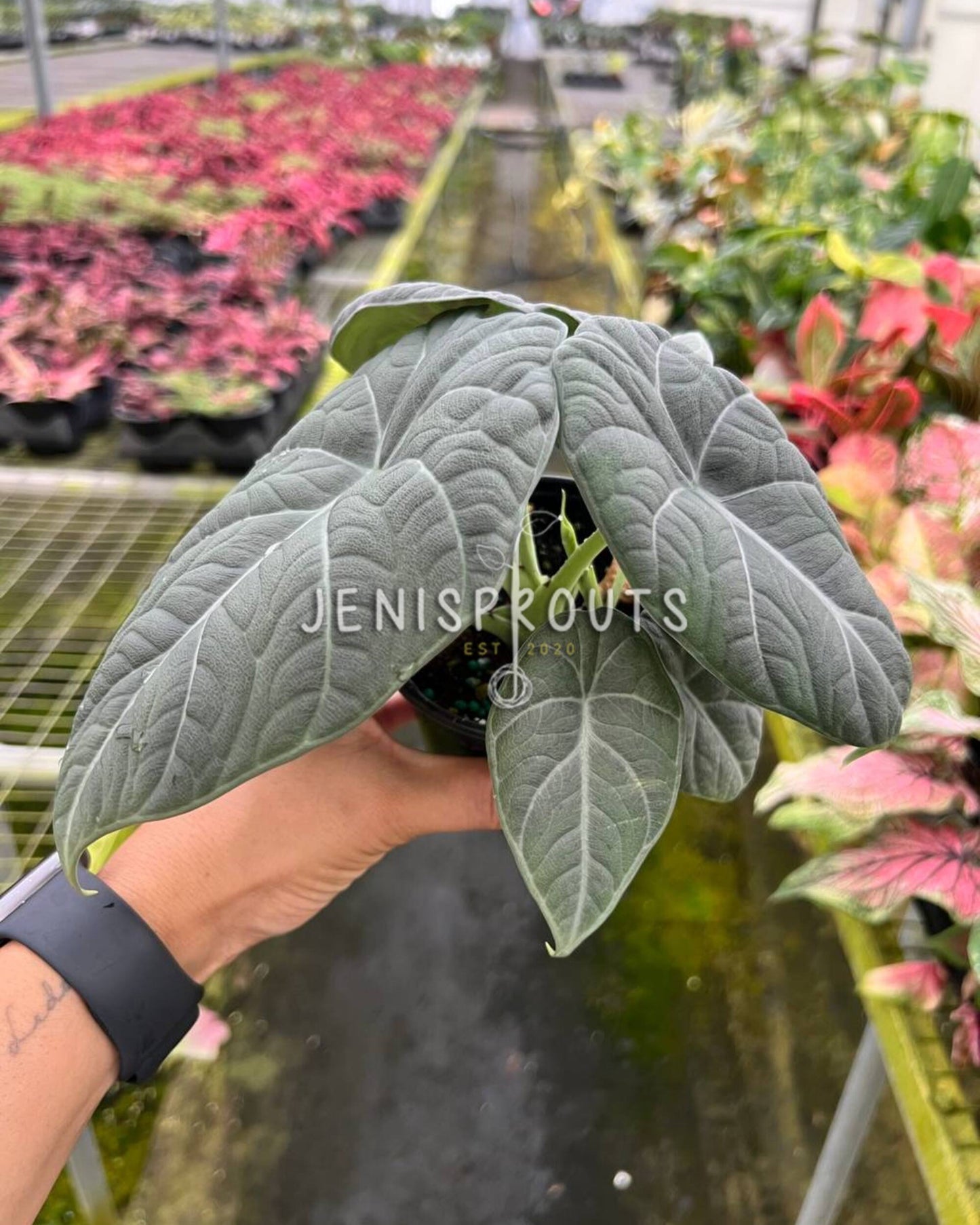 4" Alocasia Maharani