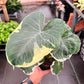4" Alocasia Mickey Mouse Xanthosoma Variegated