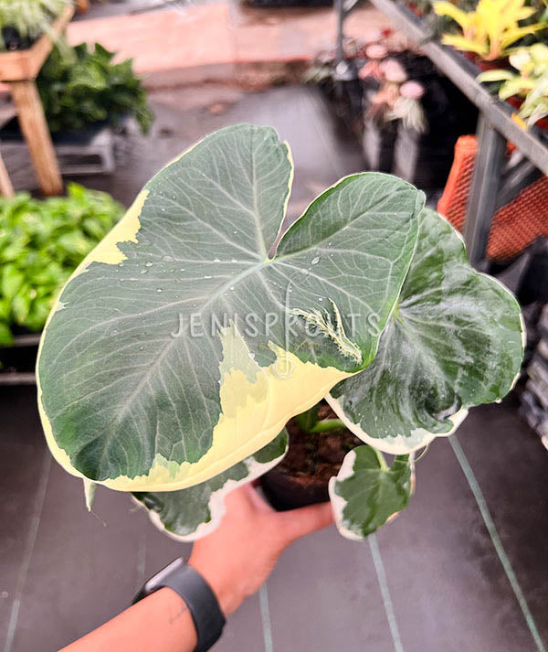 4" Alocasia Mickey Mouse Xanthosoma Variegated