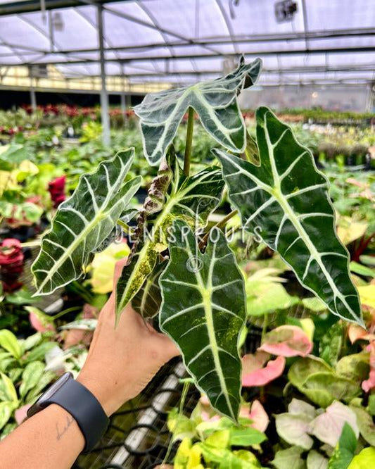 4" Alocasia Polly Variegated