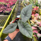4" Alocasia Puncakborneensis