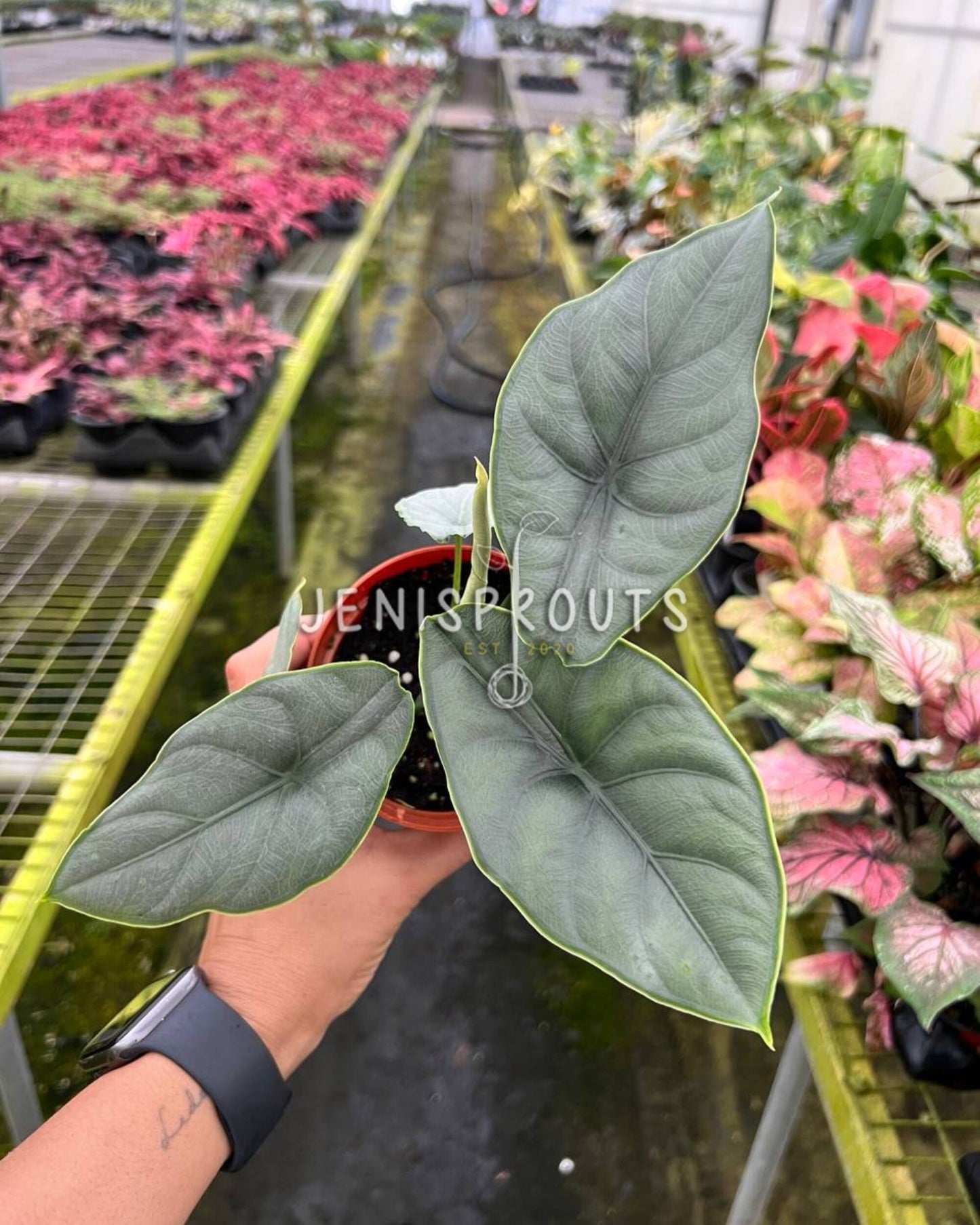 4" Alocasia Puncakborneensis