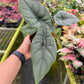 4" Alocasia Puncakborneensis
