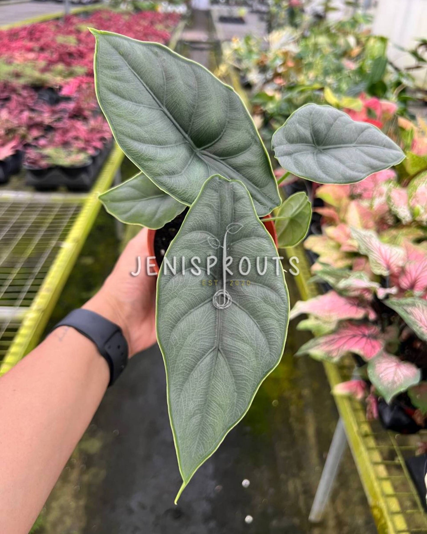 4" Alocasia Puncakborneensis