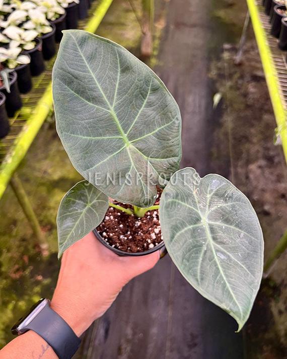 4" Alocasia Regal Shield