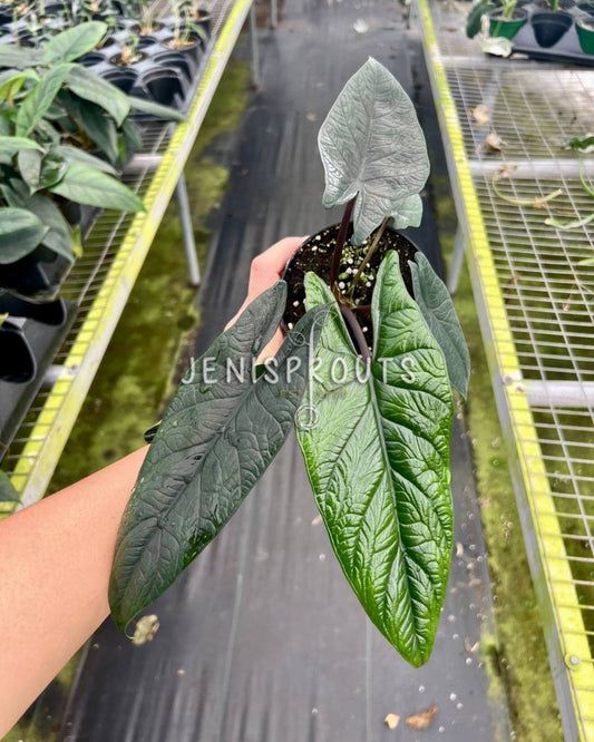 4" Alocasia Scalprum