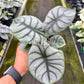 4" Alocasia Silver Dragon