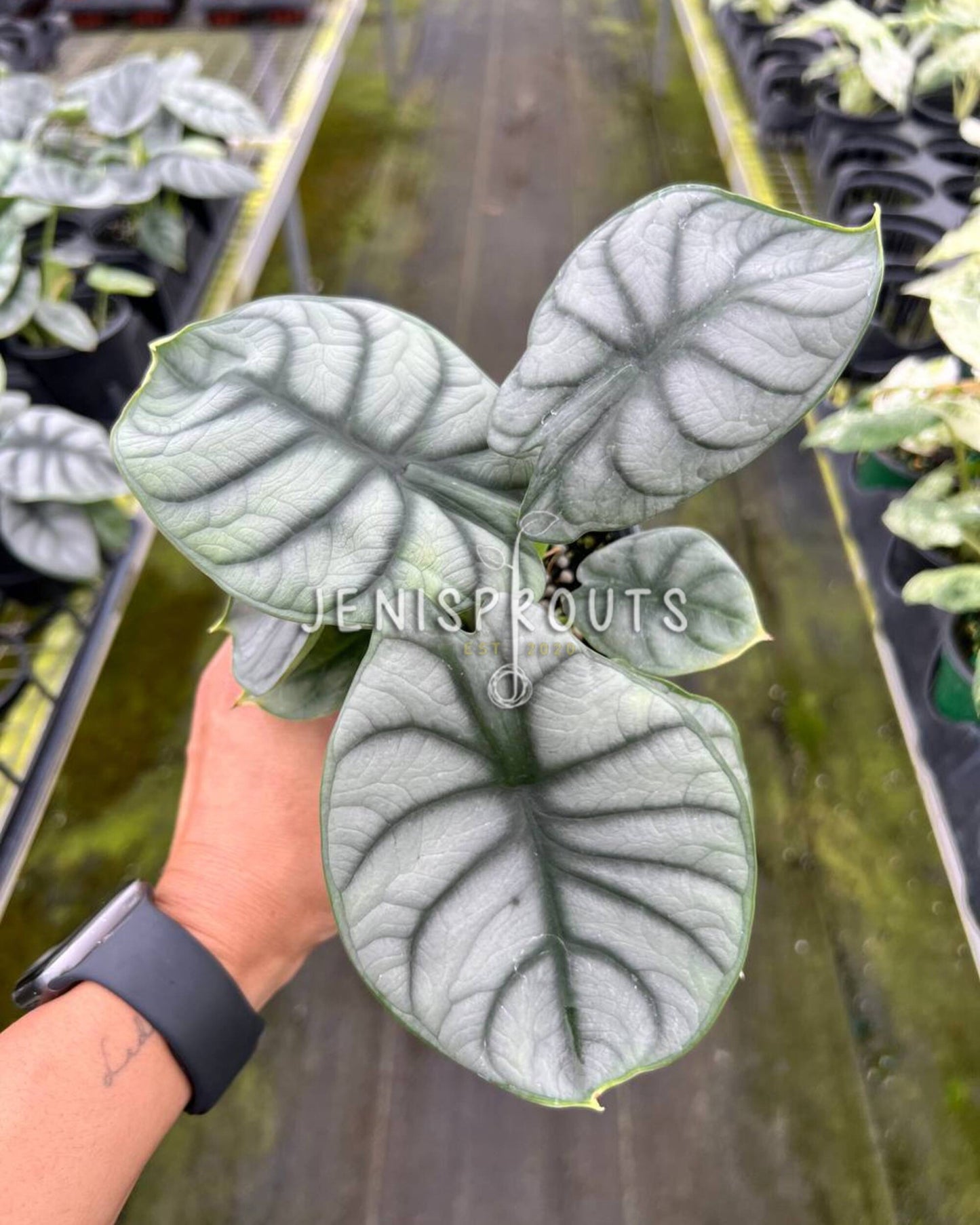 4" Alocasia Silver Dragon