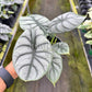 4" Alocasia Silver Dragon
