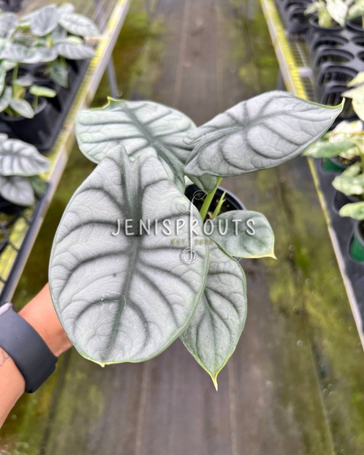 4" Alocasia Silver Dragon