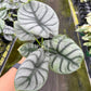 4" Alocasia Silver Dragon
