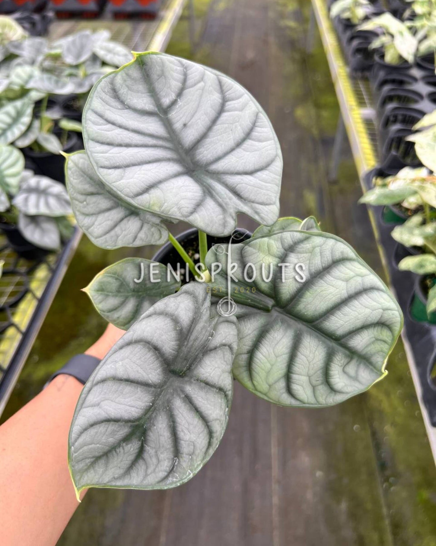 4" Alocasia Silver Dragon