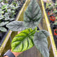 4" Alocasia Sinuata