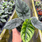 4" Alocasia Sinuata