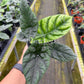 4" Alocasia Sinuata
