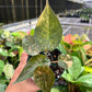 4” Alocasia Wentii Aurea Variegated