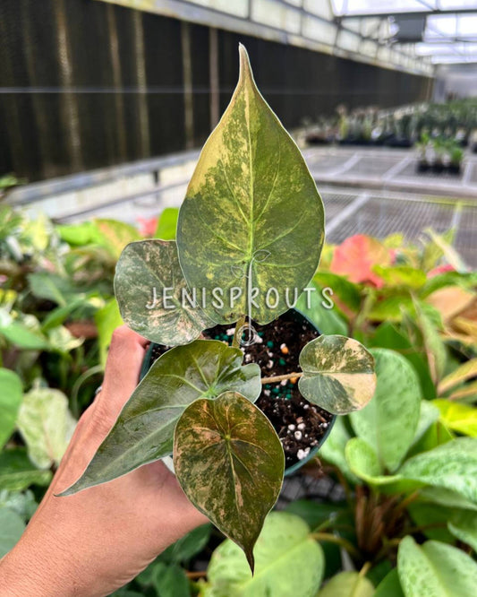 4” Alocasia Wentii Aurea Variegated