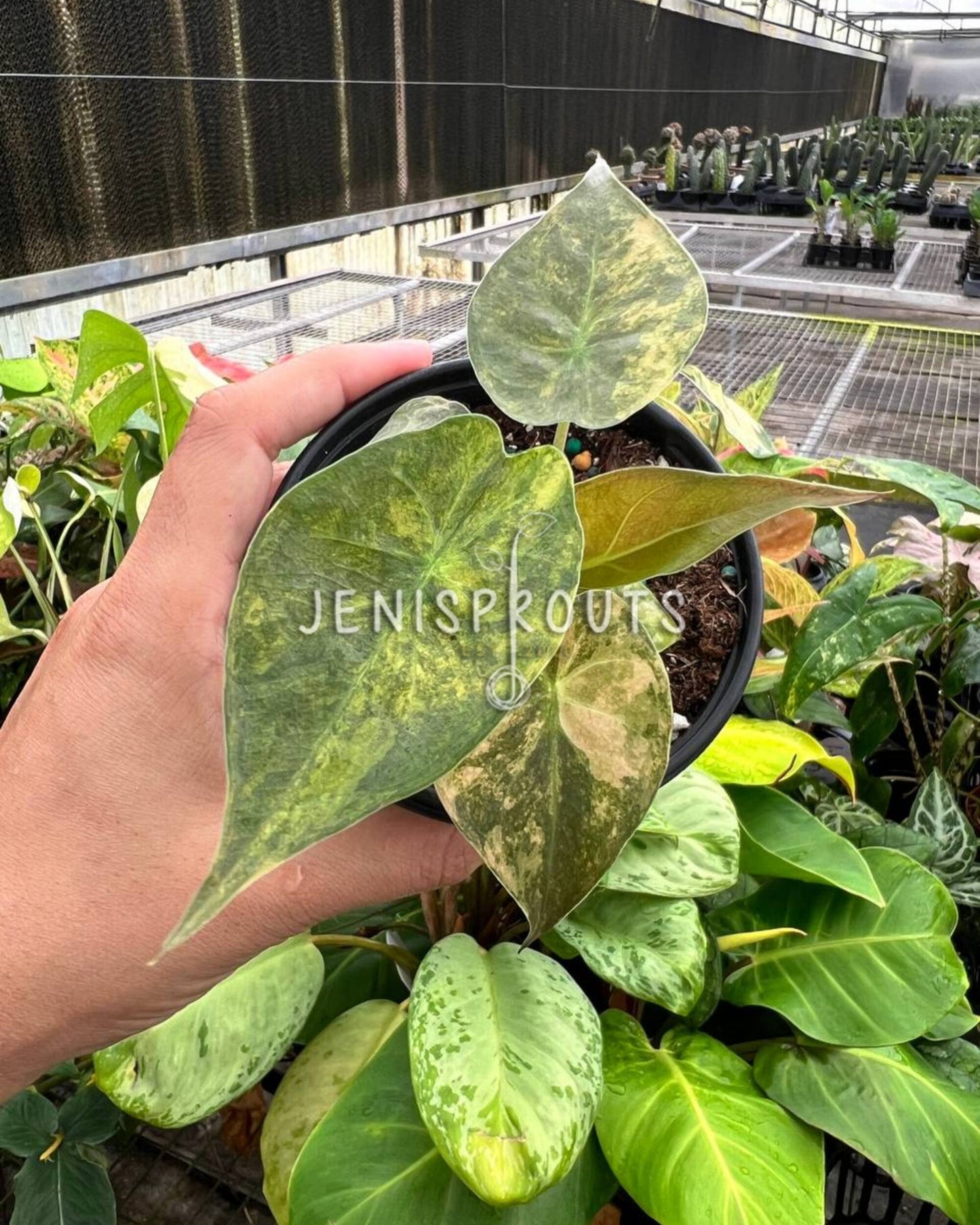 4” Alocasia Wentii Aurea Variegated