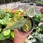 4” Alocasia Wentii Aurea Variegated
