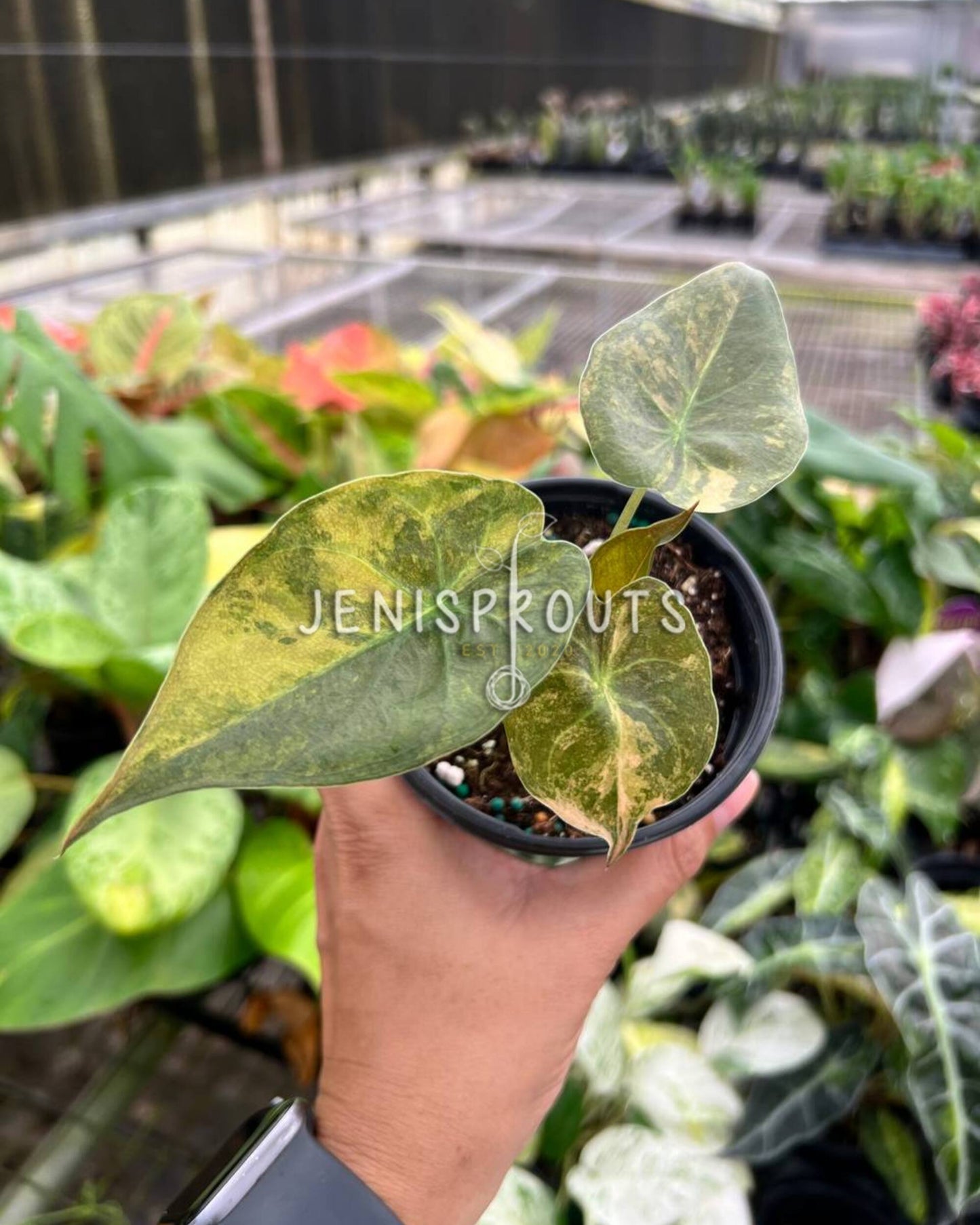 4” Alocasia Wentii Aurea Variegated