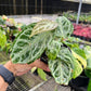 4” Anthurium Silver Bush