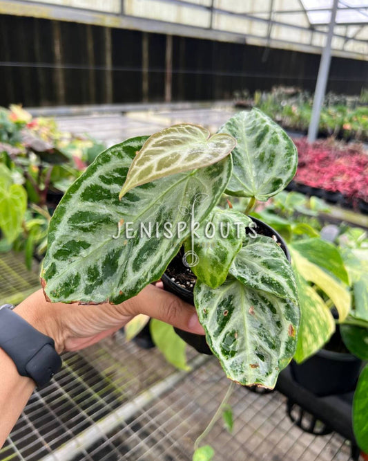 4” Anthurium Silver Bush