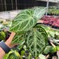 4” Anthurium Silver Bush
