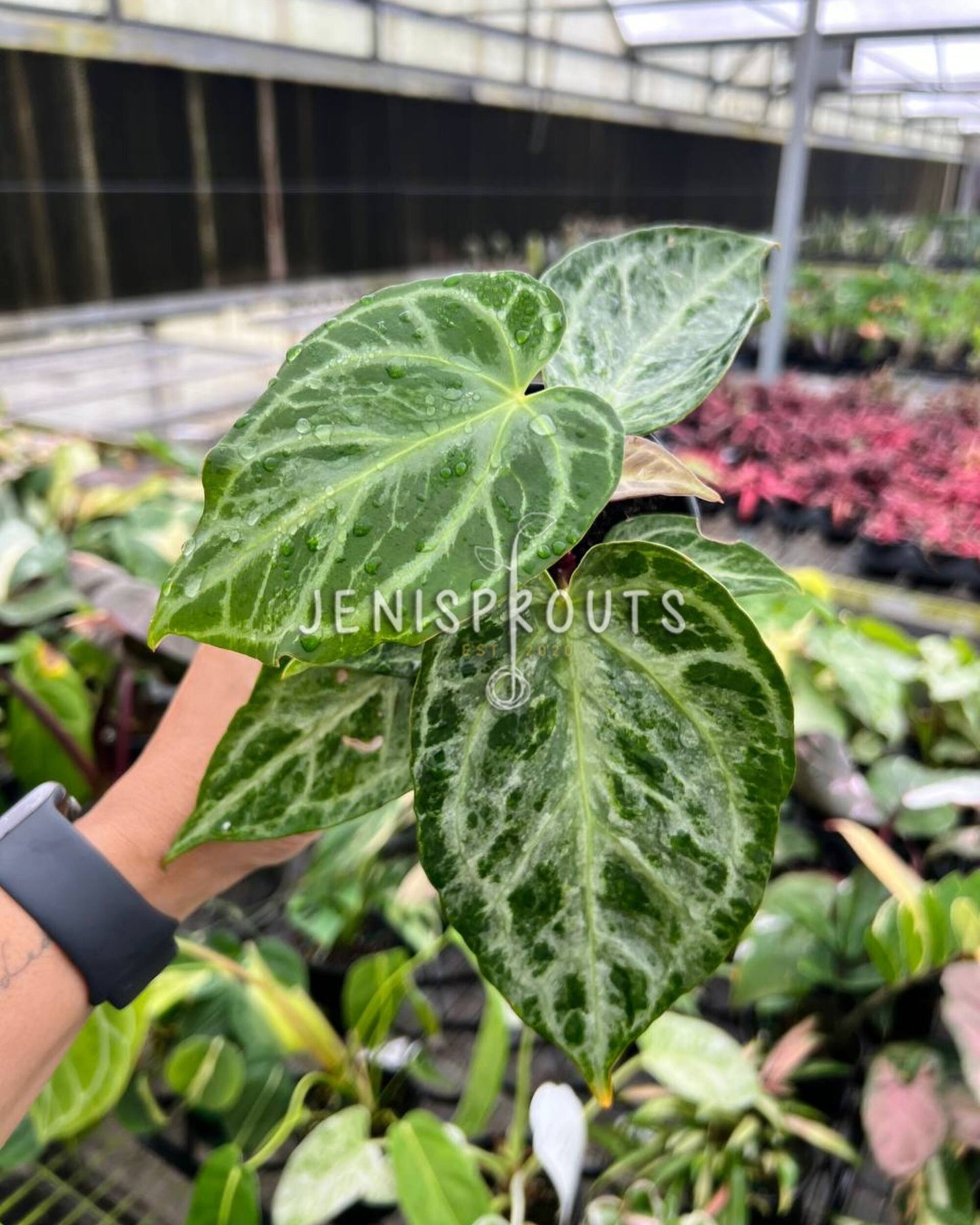 4” Anthurium Silver Bush