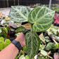 4” Anthurium Silver Bush