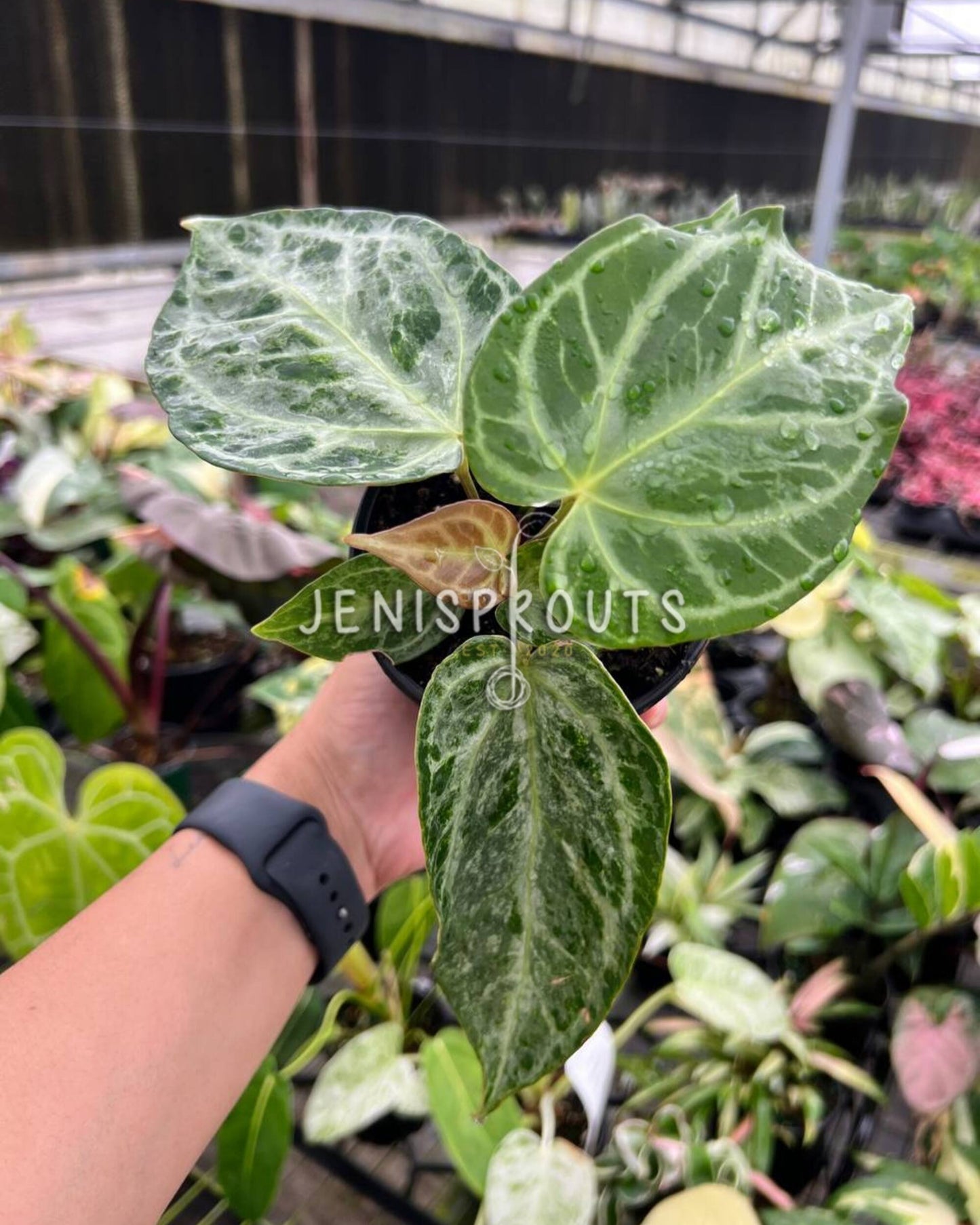4” Anthurium Silver Bush
