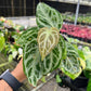 4” Anthurium Silver Bush