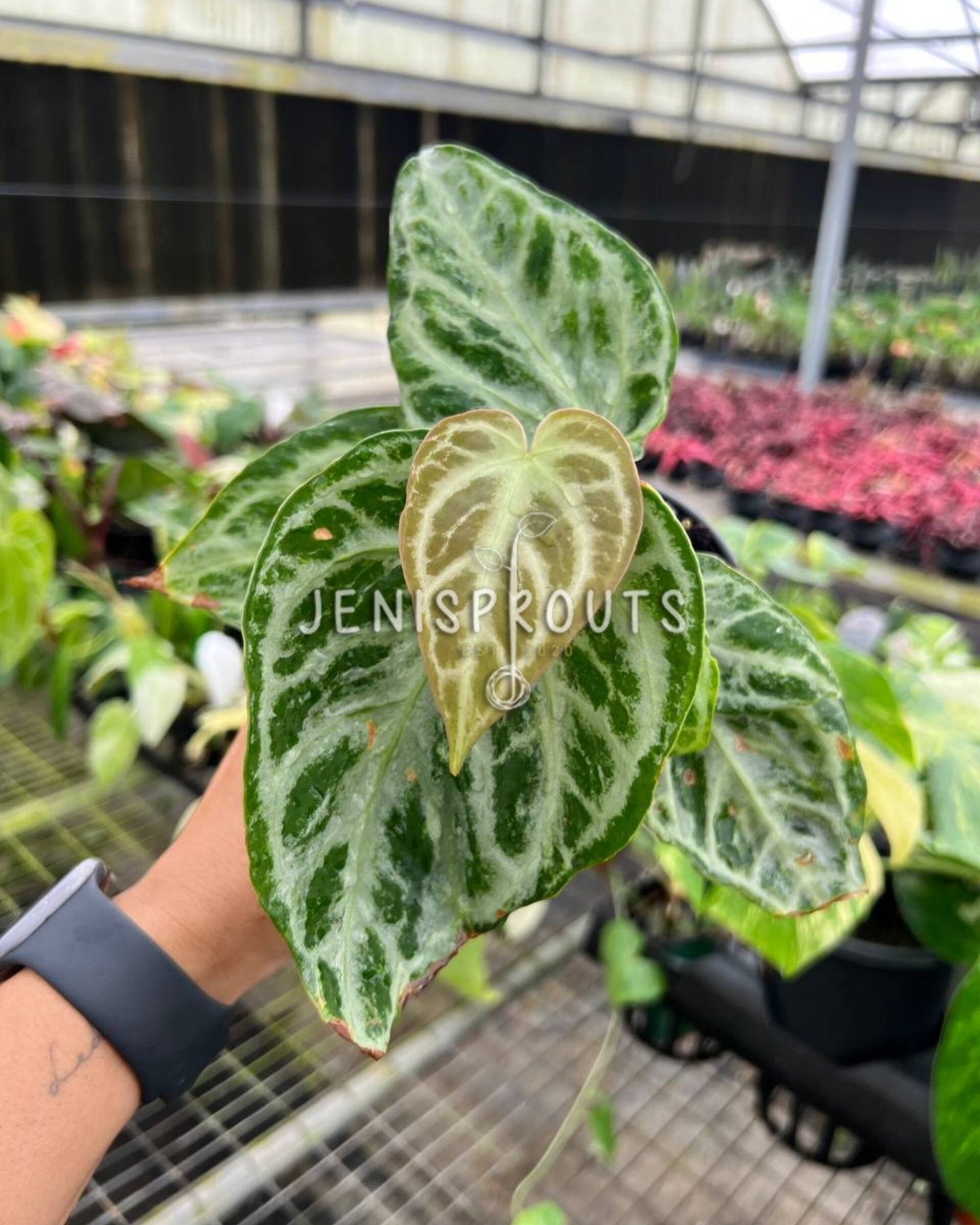 4” Anthurium Silver Bush