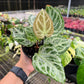 4” Anthurium Silver Bush