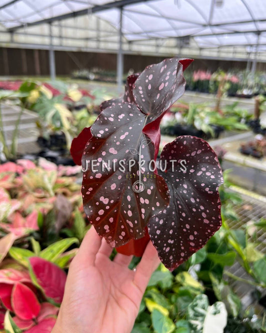 4" Begonia Crackling Rosie
