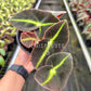 4" Begonia Listada