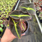 4" Begonia Listada
