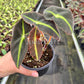 4" Begonia Listada