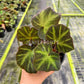 4" Begonia Soil Mutata