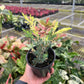 4" Blue Cone Arborvitae Variegated