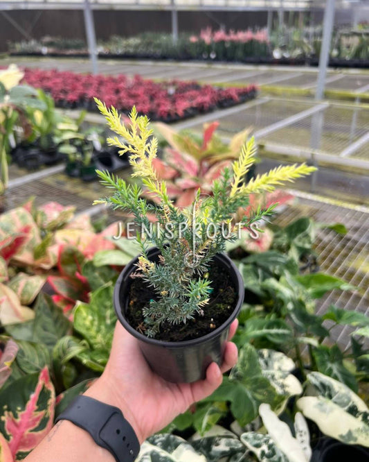 4" Blue Cone Arborvitae Variegated