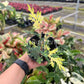 4" Blue Cone Arborvitae Variegated
