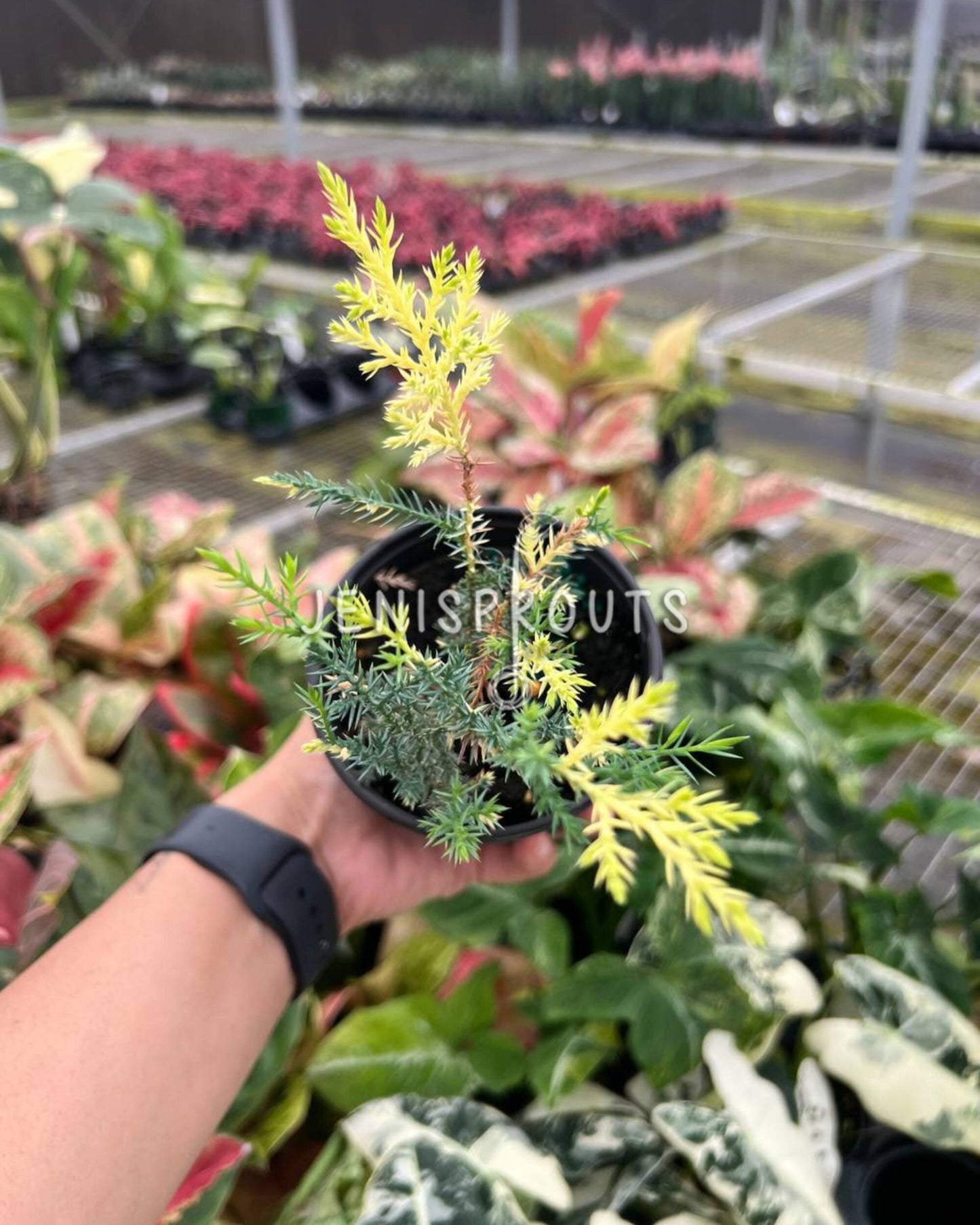 4" Blue Cone Arborvitae Variegated