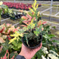 4" Blue Cone Arborvitae Variegated