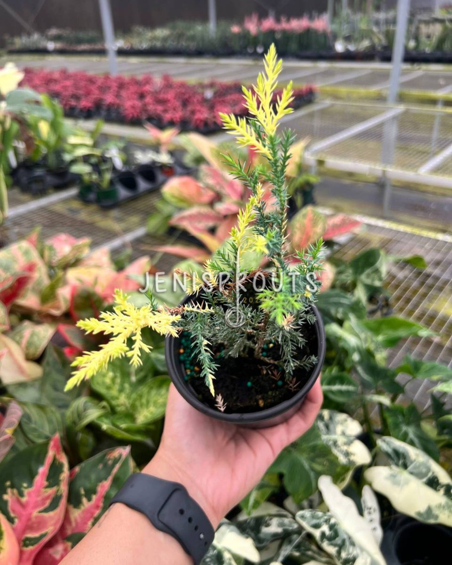 4" Blue Cone Arborvitae Variegated