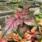 4" Caladium Dance Queen