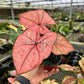 4” Caladium Scarlett