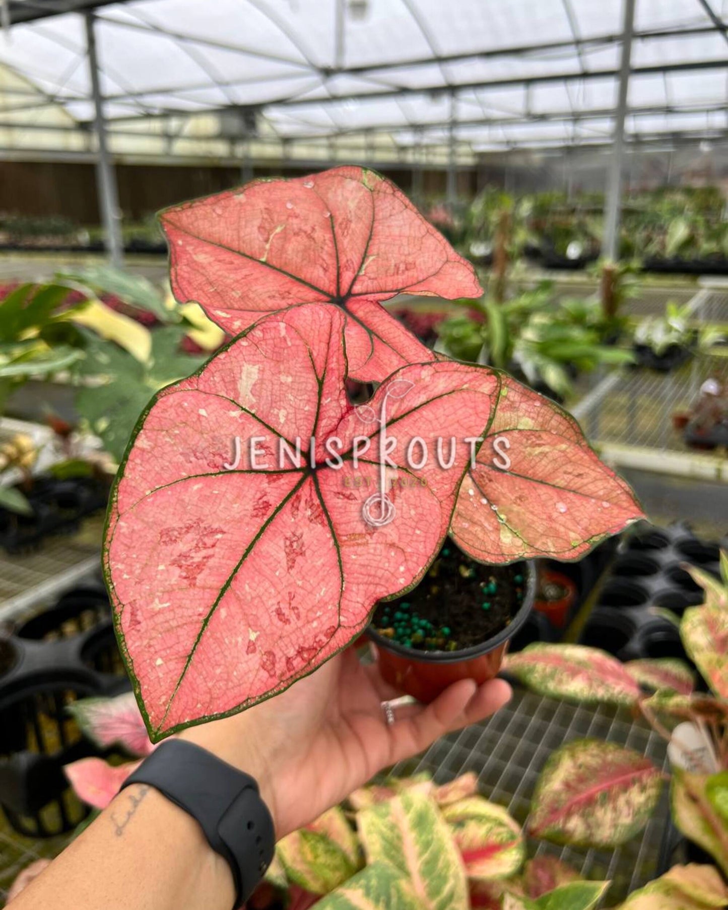 4” Caladium Scarlett